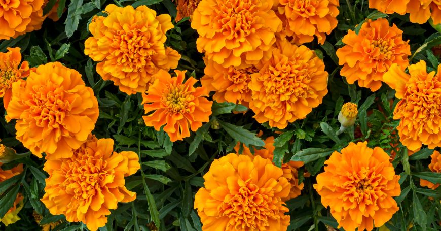 fleurs de calendula